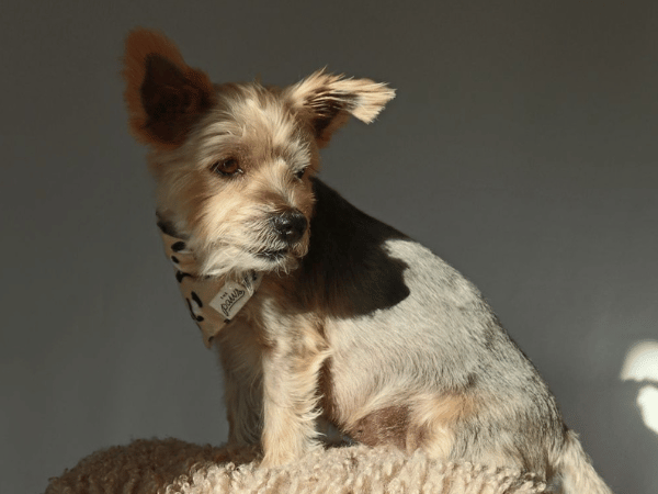 Smarty Bienek Portrait